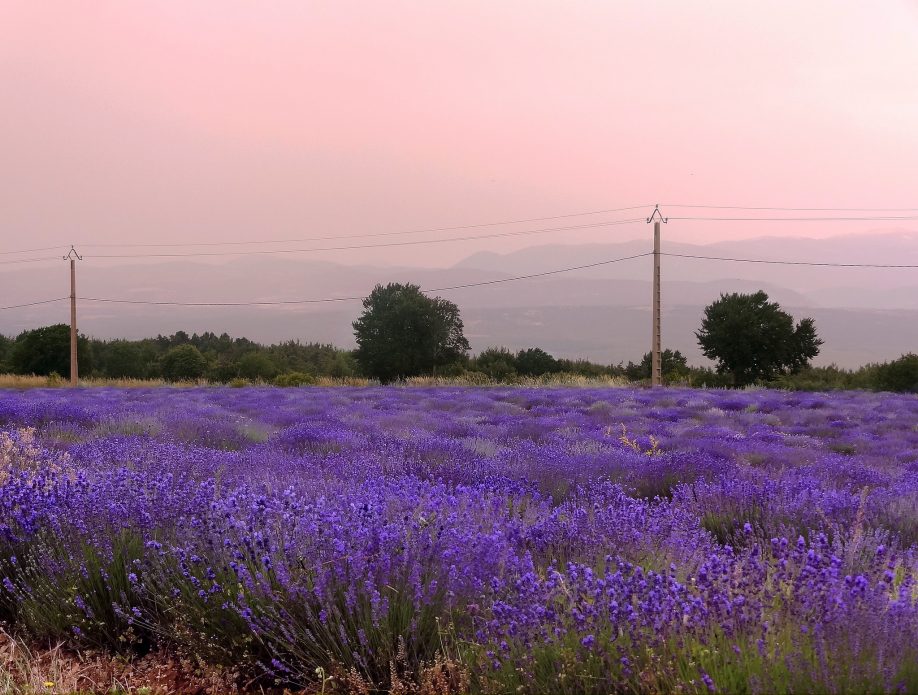 Lavender in Provence