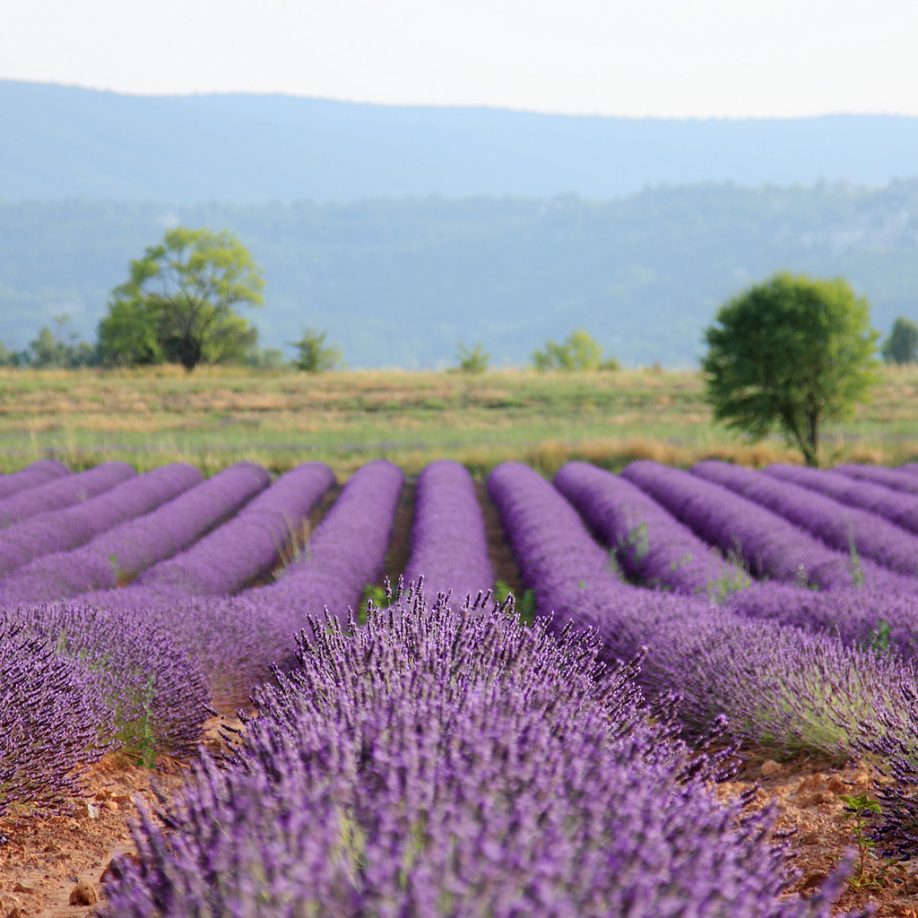 Lavender in Provence