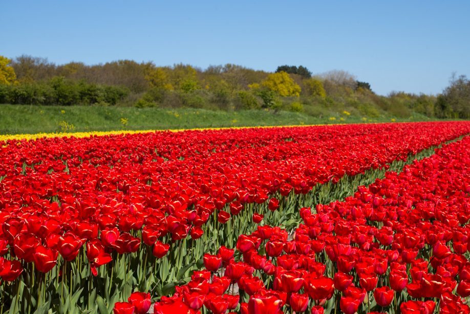 Tulips in Holland