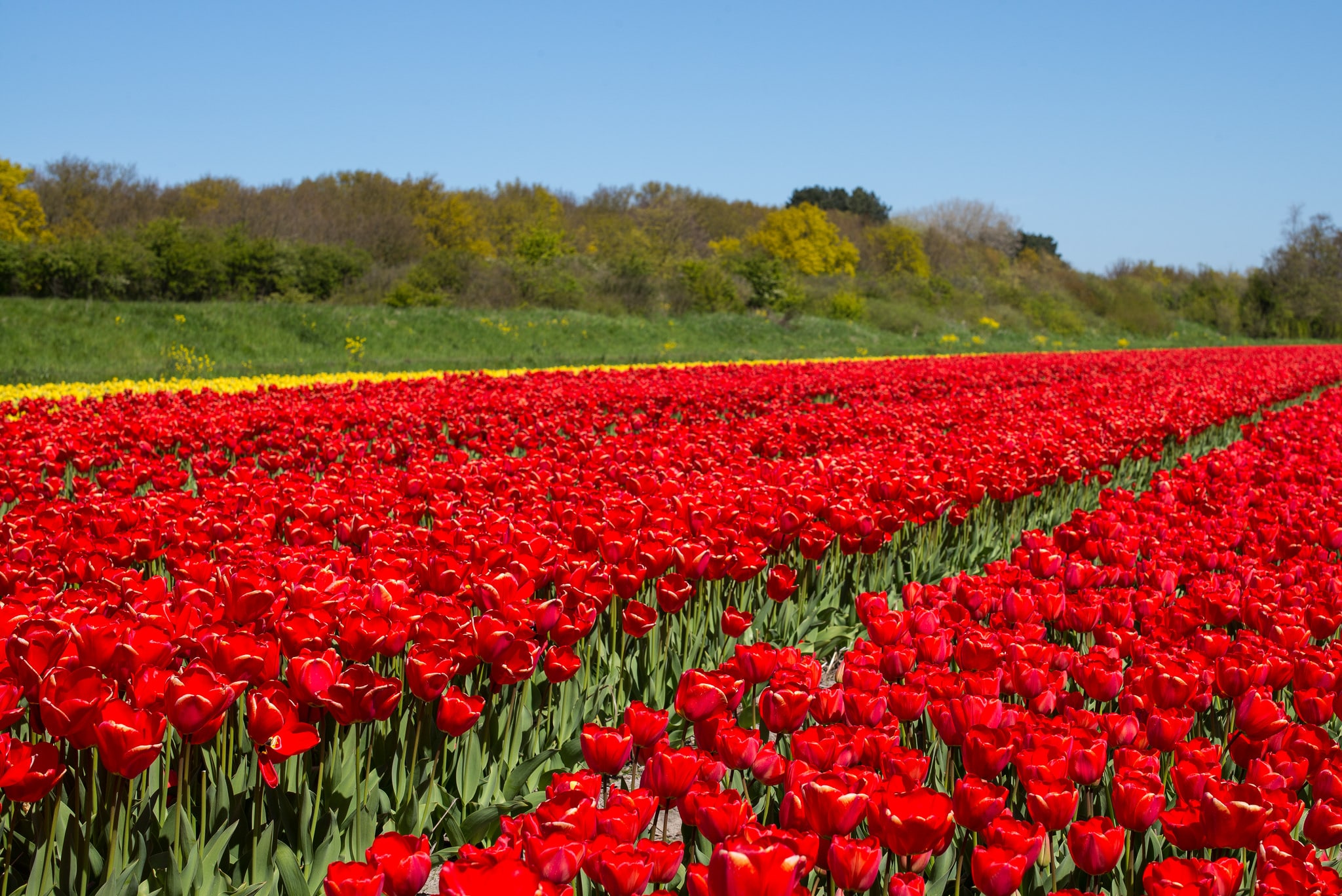 Flower Farms Around The World Best Flower Site