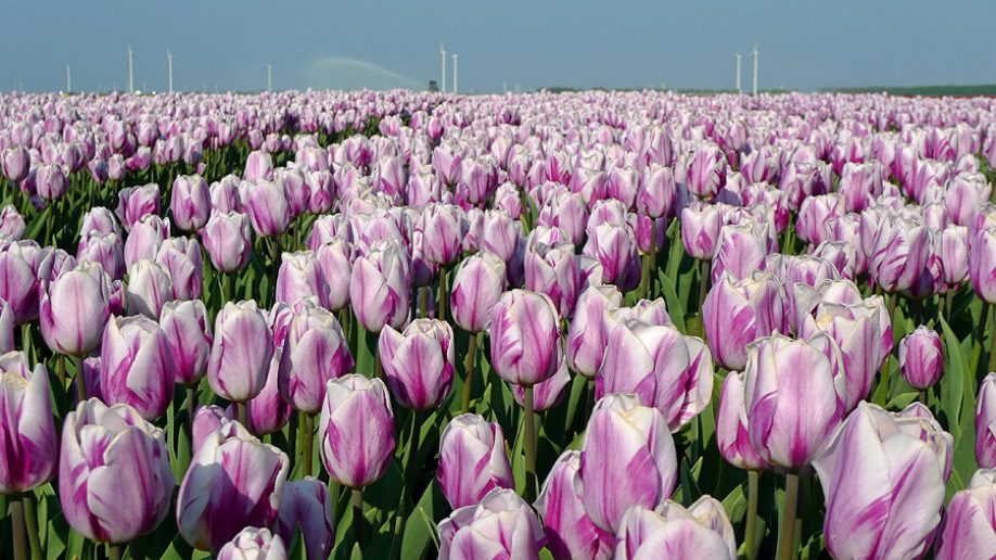 Tulips in Holland