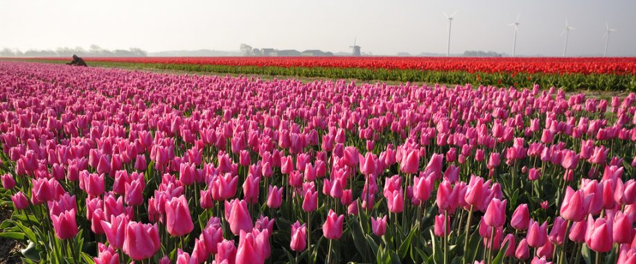 Tulips in Holland