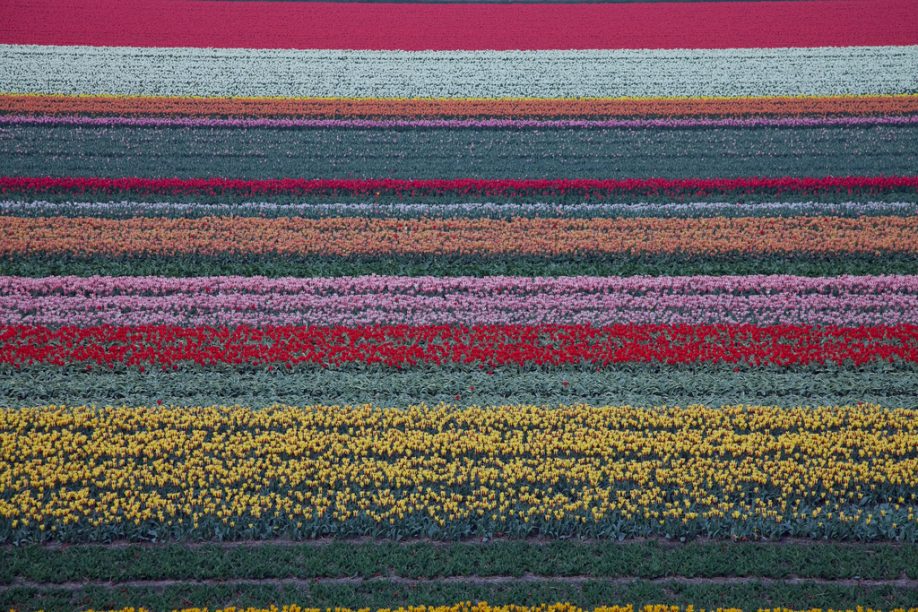 Tulips in Holland