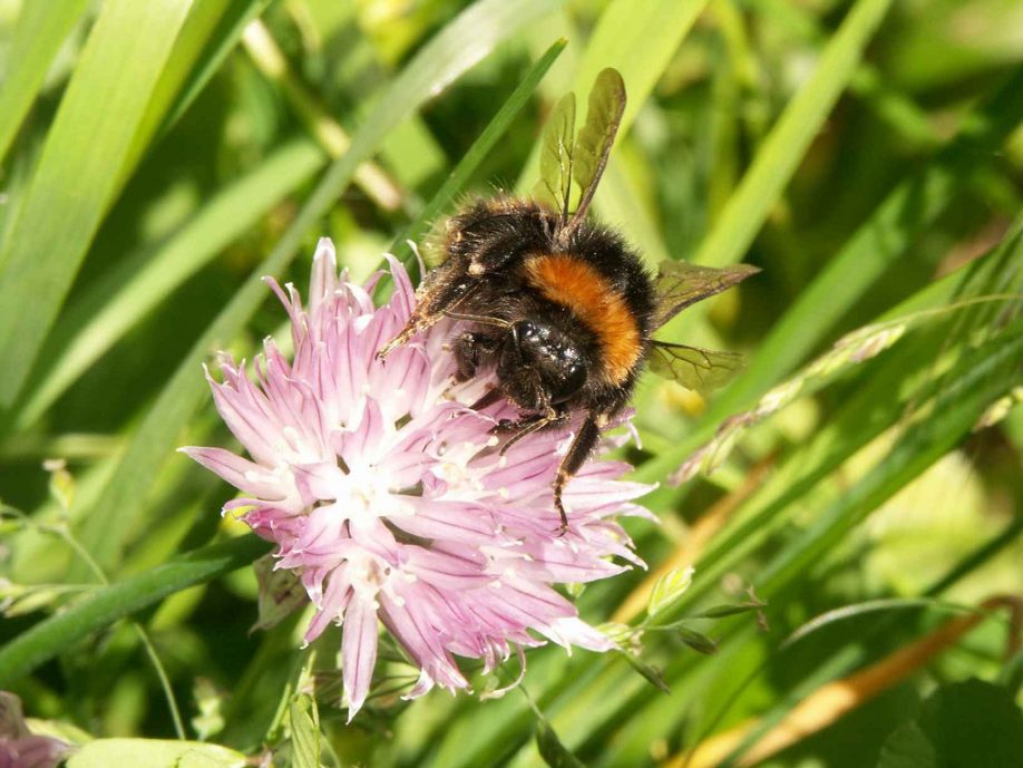 Bee