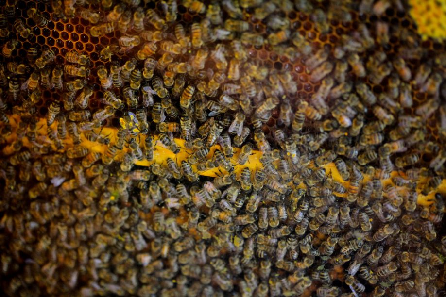 Bees in the hive
