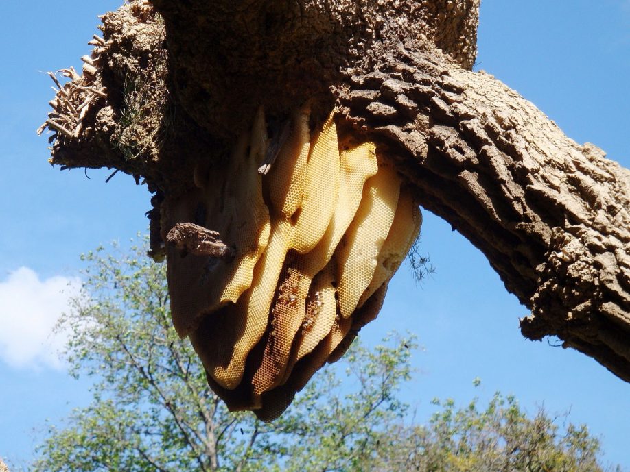 Large honey bee hive
