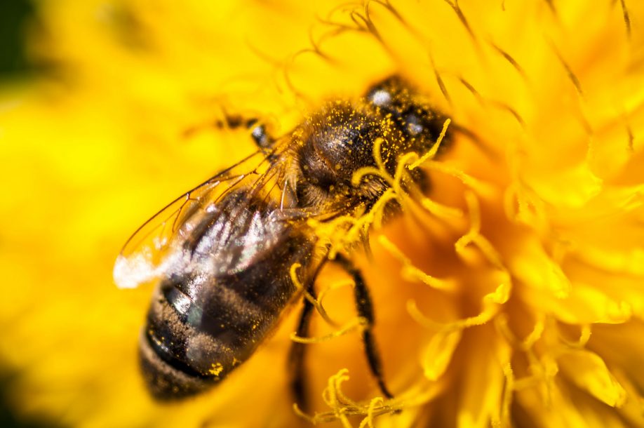 Bee