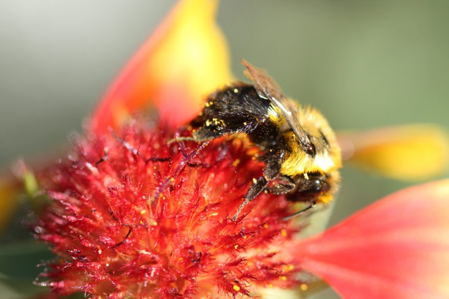Bee