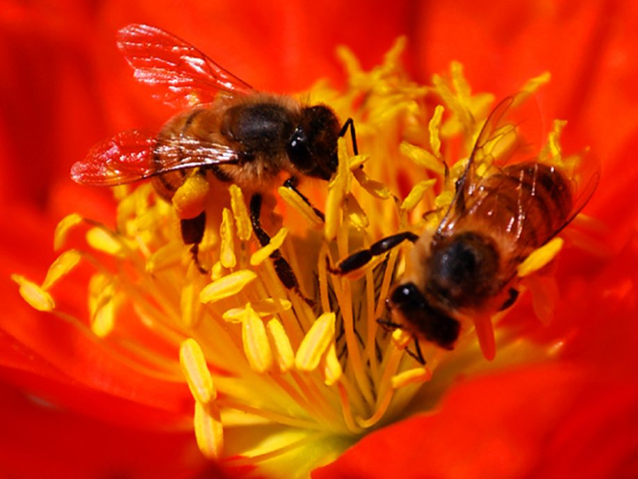 Honey bees
