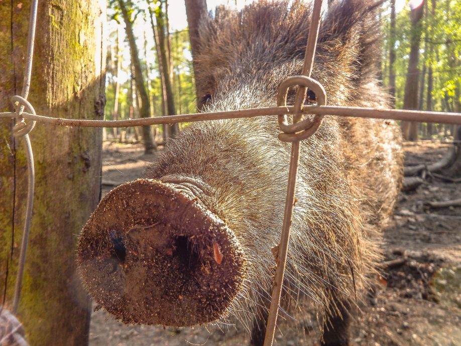 Wild German pig