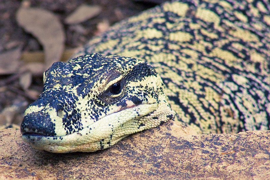 Lizard