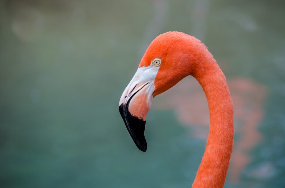 American flamingo