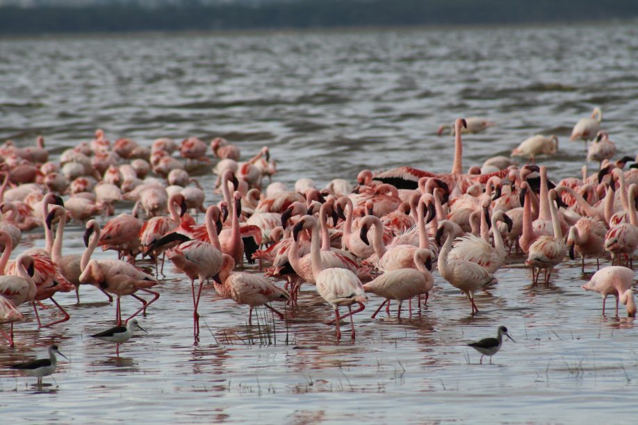 Lesser flamingos