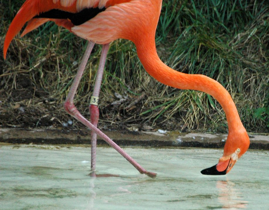 Flamingo's beak