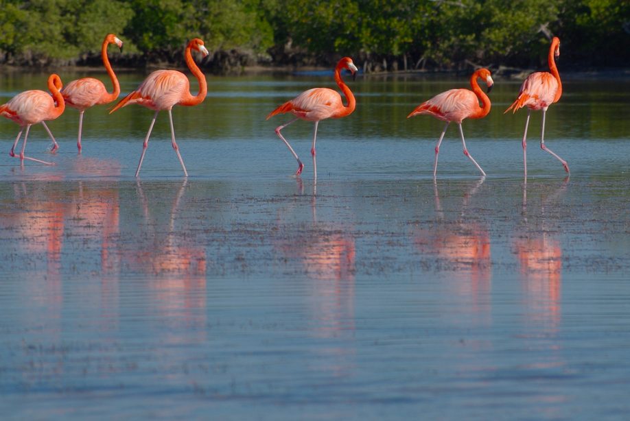 American flamingos
