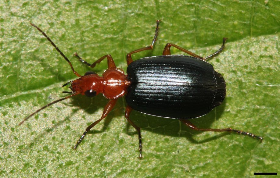 Bombardier beetle
