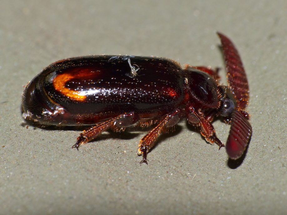 Bombardier beetle