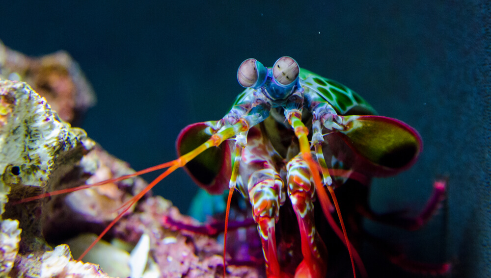 4 animals that can shoot their prey