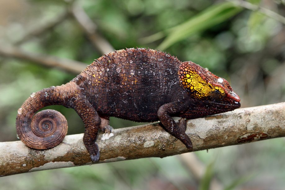 Chameleon