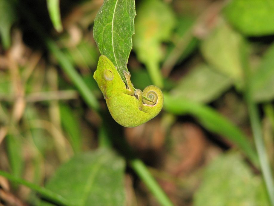 Chameleon