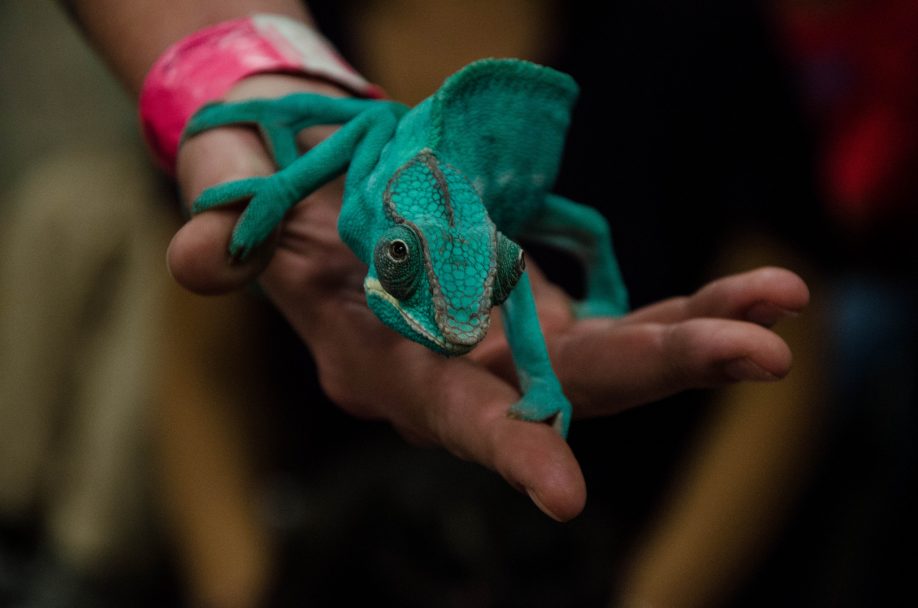 Chameleon