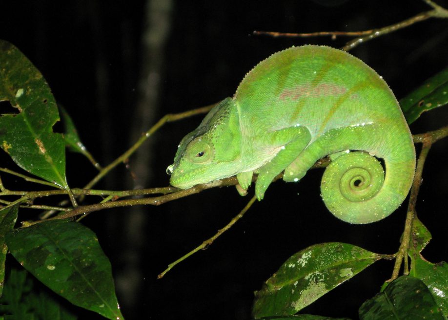 Chameleon