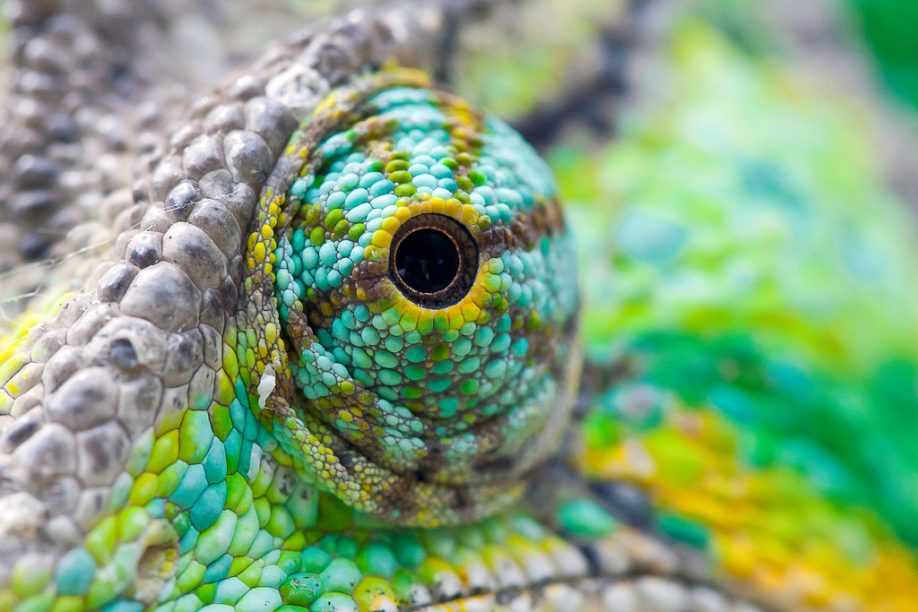 Chameleon's eye