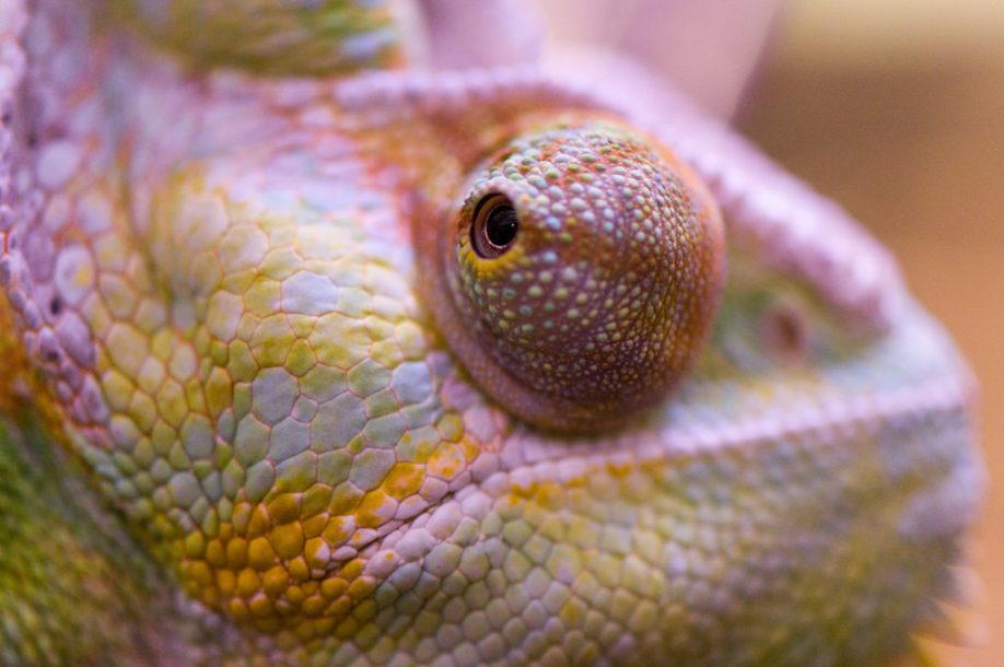 Chameleon's eye