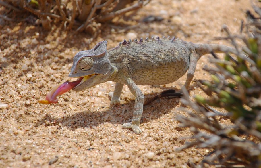 Chameleon's tongue