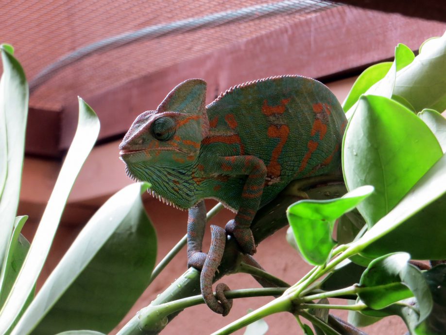 Chameleon