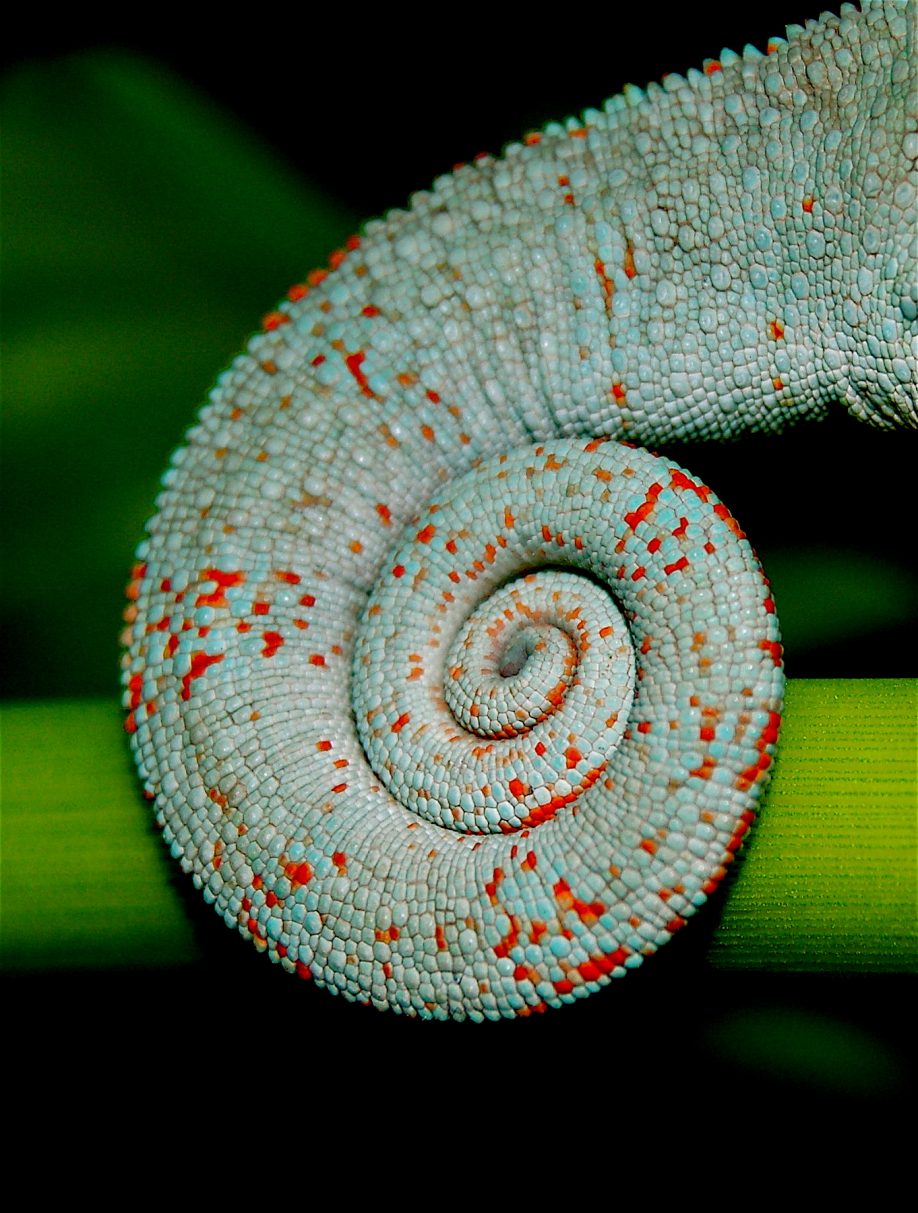 Chameleon tail