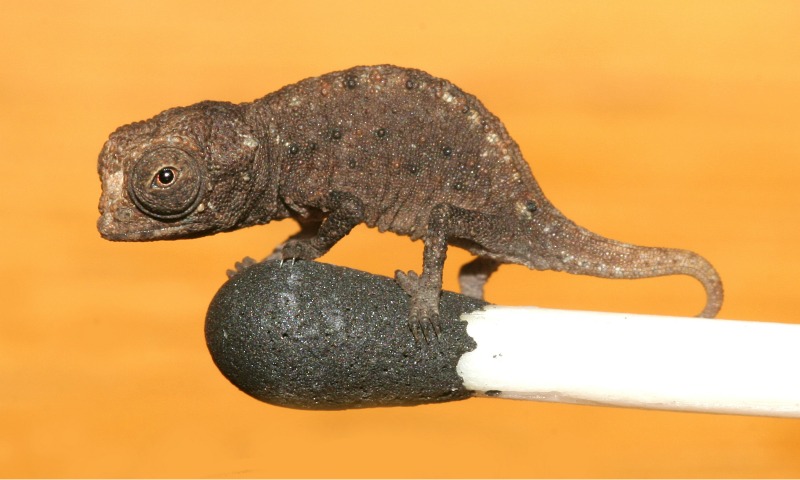 Tiny chameleon