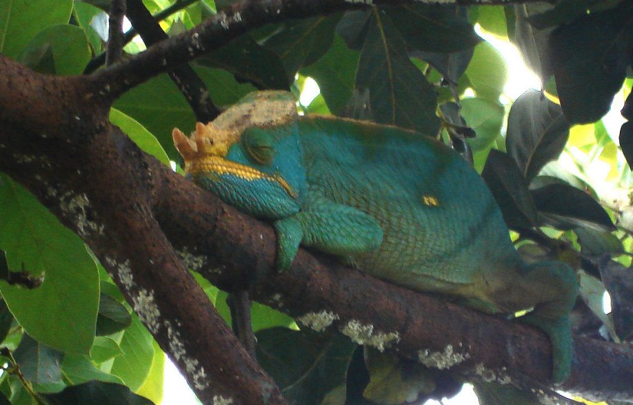 A Parson's chameleon