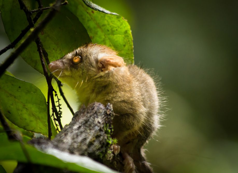 Possum