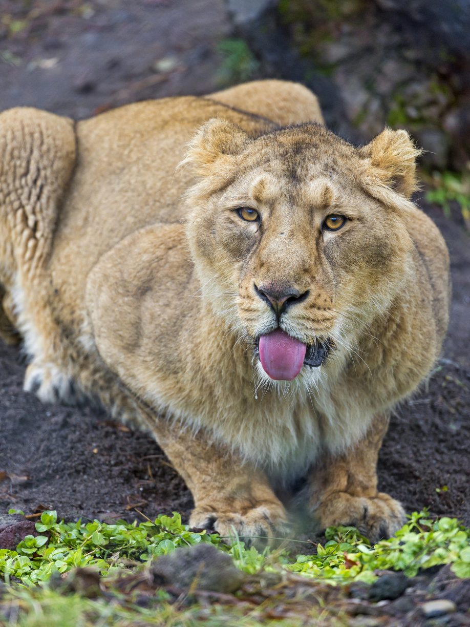 Lioness