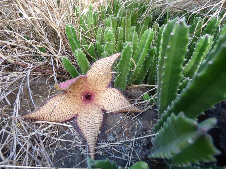African starfish flower