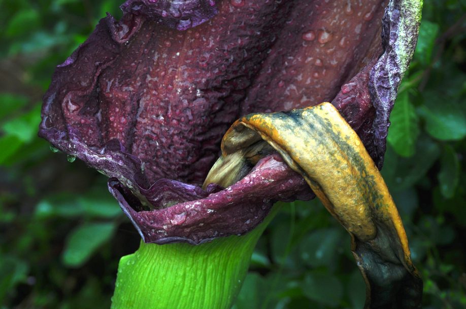 Dracunculus vulgaris