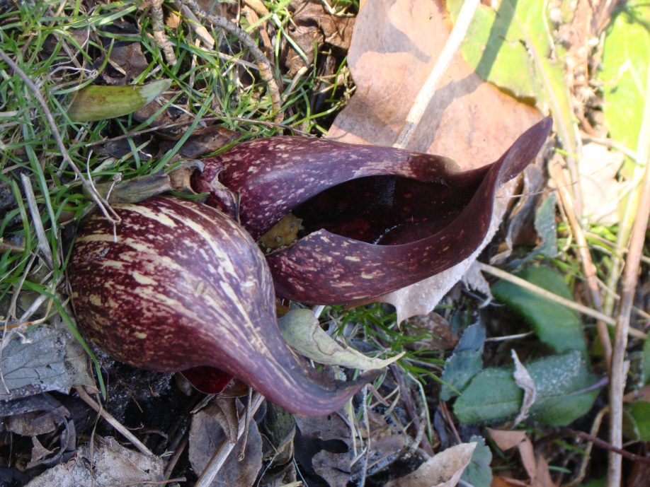 Eastern skunk cabbage