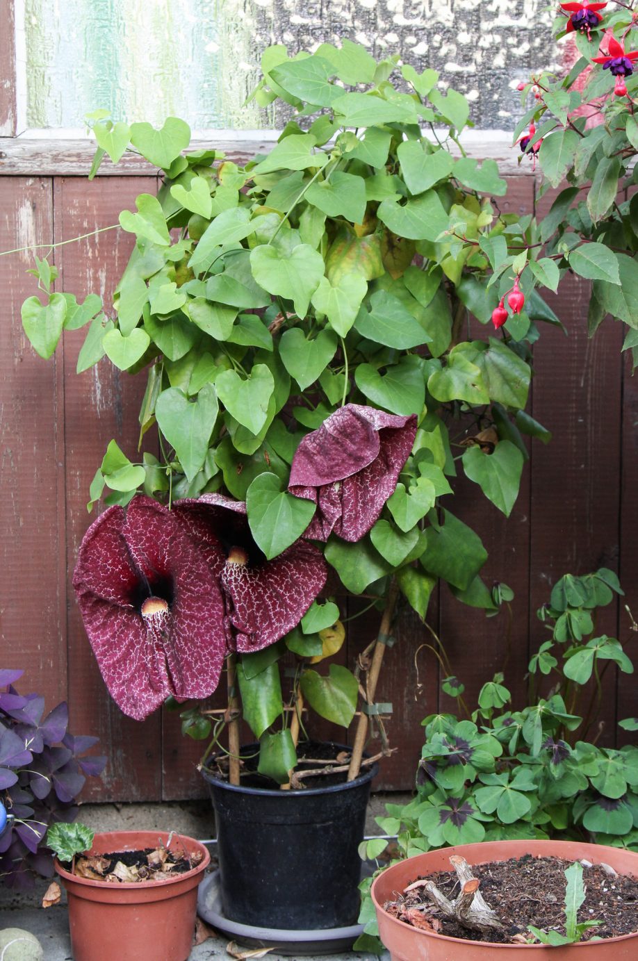 Pelican flower