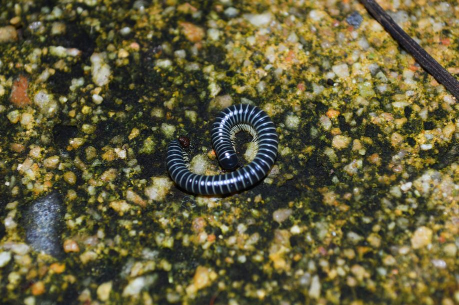 Millipede