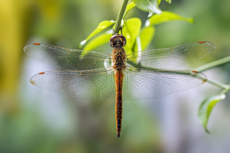 Globe skimmer dragonfly