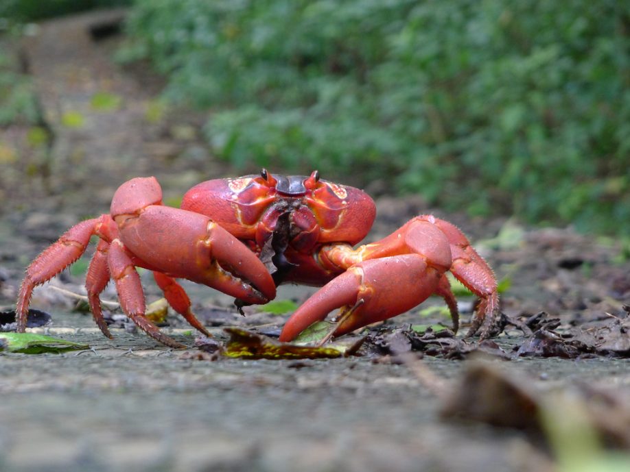 Red crab