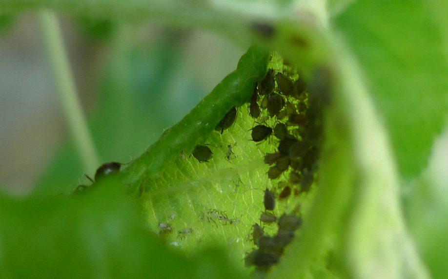Aphids