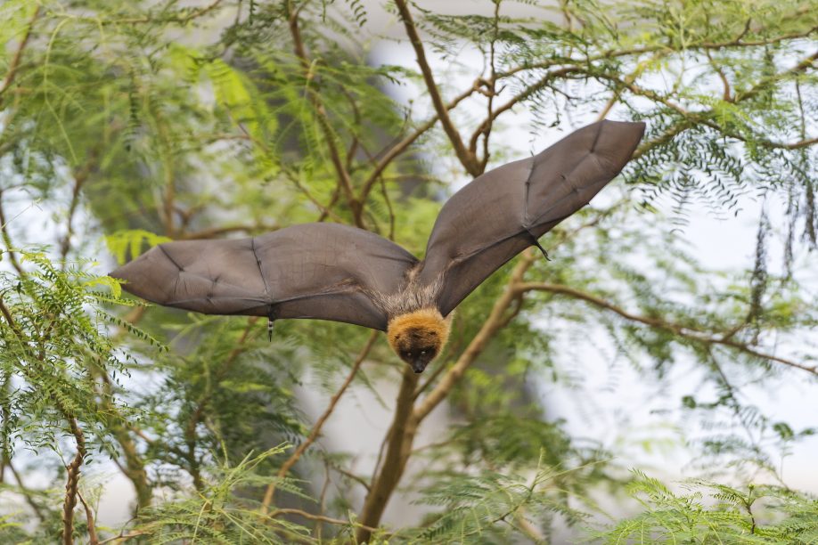 Fruit bat