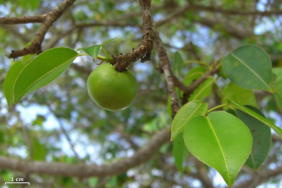 Manchineel apple