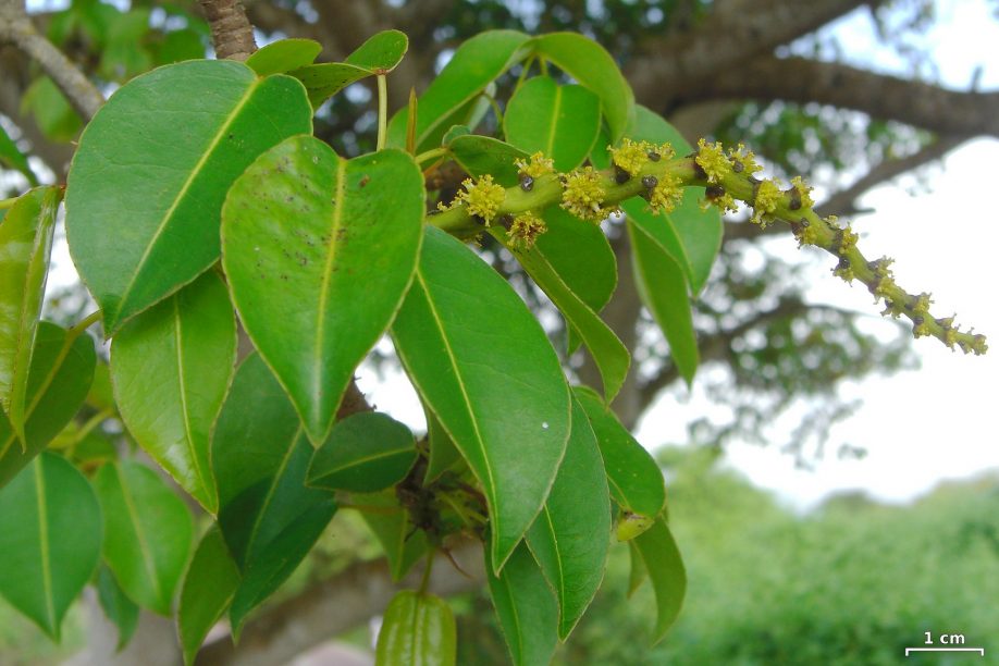 Mancineel leaves