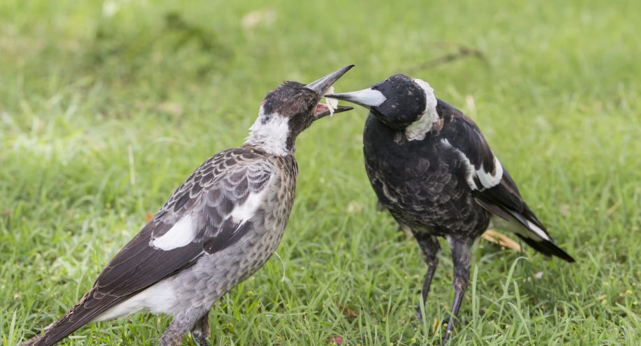 Magpies