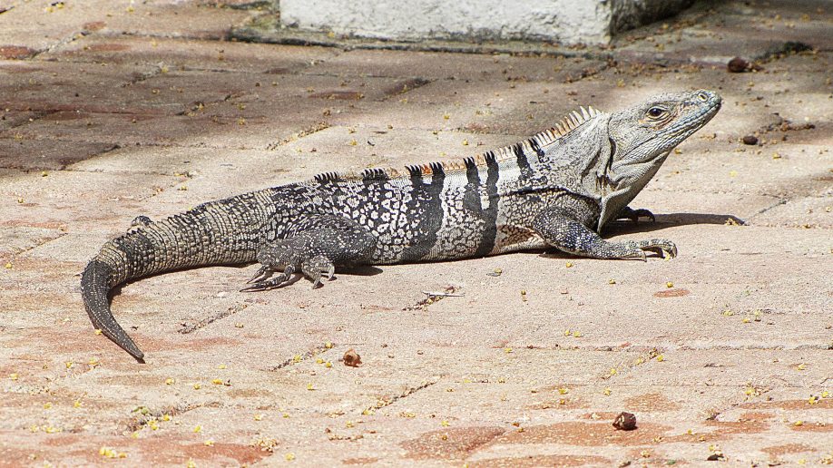 Garrobo iguana