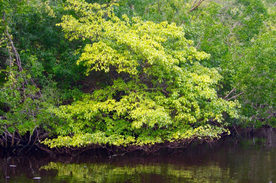 Manchineel tree