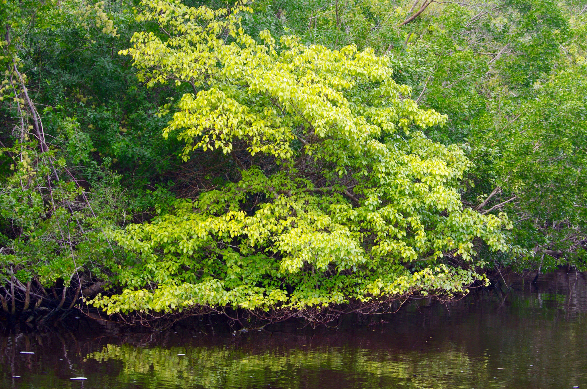 Manchineel tree The most dangerous tree in the world InsureandGo